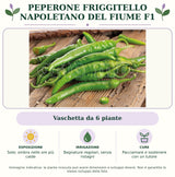 Peperone Friggitello Napoletano del Fiume F1: Vaschetta da 6 piante. Sole; ombra nelle ore più calde. Bagnature regolari, senza ristagni. Pacciamare e sostenere con un tutore. Immagine indicativa.