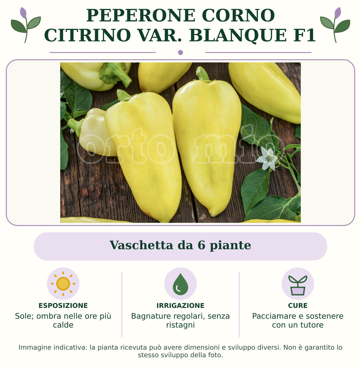 Peperone corno Citrino var. Blanque F1: Vaschetta da 6 piante. Sole; ombra nelle ore più calde. Bagnature regolari, senza ristagni. Pacciamare e sostenere con un tutore. Immagine indicativa.