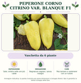Peperone corno Citrino var. Blanque F1: Vaschetta da 6 piante. Sole; ombra nelle ore più calde. Bagnature regolari, senza ristagni. Pacciamare e sostenere con un tutore. Immagine indicativa.