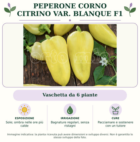 Peperone corno Citrino var. Blanque F1: Vaschetta da 6 piante. Sole; ombra nelle ore più calde. Bagnature regolari, senza ristagni. Pacciamare e sostenere con un tutore. Immagine indicativa.