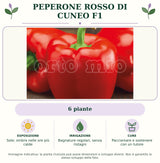 Peperone rosso di cuneo F1: 6 piante. Sole; ombra nelle ore più calde. Bagnature regolari, senza ristagni. Pacciamare e sostenere con un tutore. Immagine indicativa.