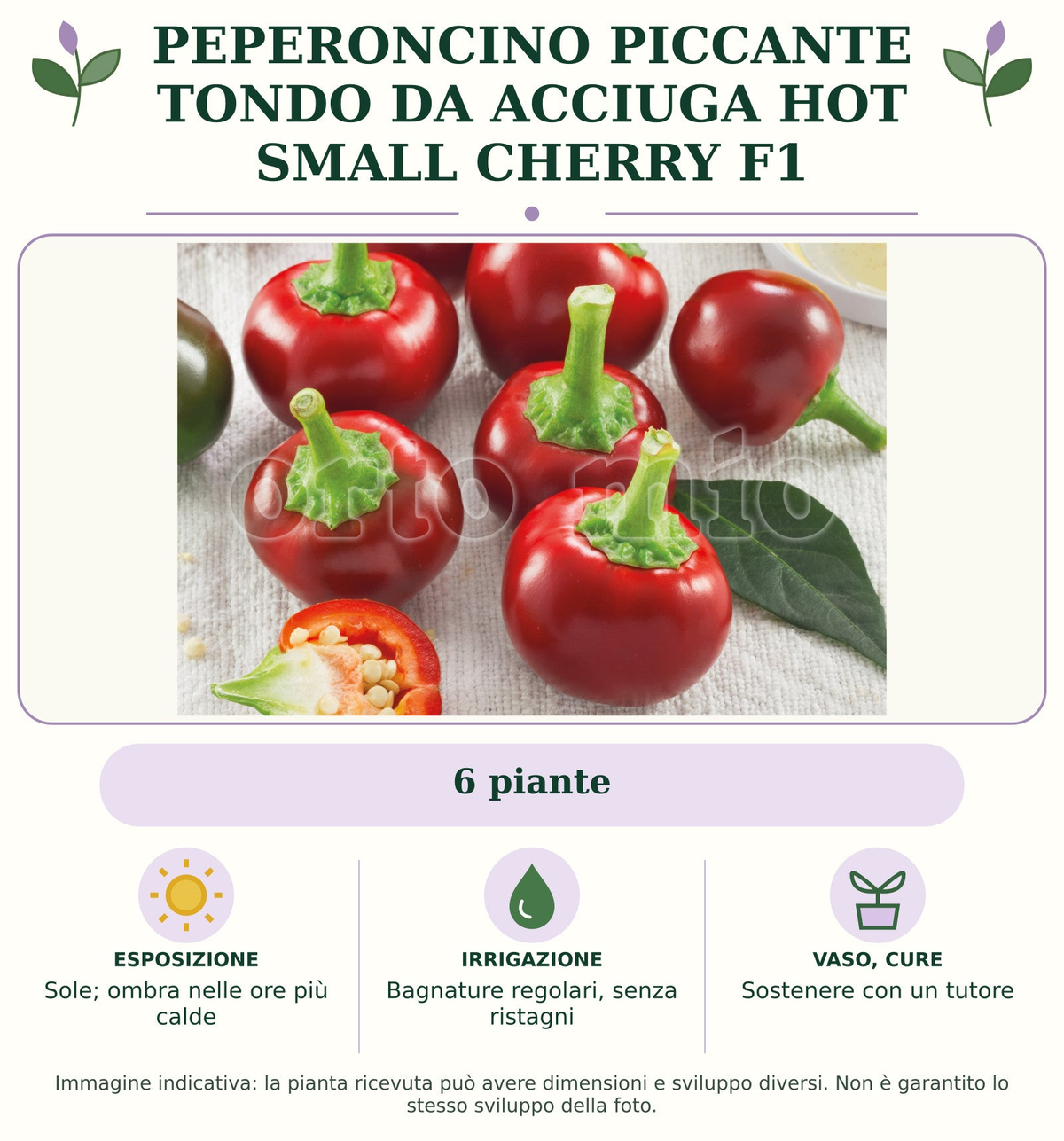 Peperoncino Piccante Tondo da acciuga Hot Small Cherry F1: 6 piante. Sole; ombra nelle ore più calde. Bagnature regolari, senza ristagni. Sostenere con un tutore. Immagine indicativa.