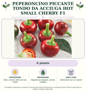 Peperoncino Piccante Tondo da acciuga Hot Small Cherry F1: 6 piante. Sole; ombra nelle ore più calde. Bagnature regolari, senza ristagni. Sostenere con un tutore. Immagine indicativa.