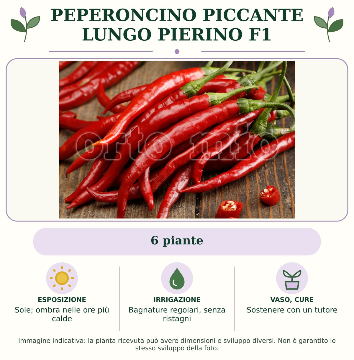 Peperoncino piccante lungo Pierino F1: 6 piante. Sole; ombra nelle ore più calde. Bagnature regolari, senza ristagni. Sostenere con un tutore. Immagine indicativa.