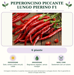 Peperoncino piccante lungo Pierino F1: 6 piante. Sole; ombra nelle ore più calde. Bagnature regolari, senza ristagni. Sostenere con un tutore. Immagine indicativa.