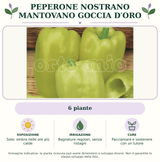 Peperone nostrano Mantovano Goccia d′Oro: 6 piante. Sole; ombra nelle ore più calde. Bagnature regolari, senza ristagni. Pacciamare e sostenere con un tutore. Immagine indicativa.