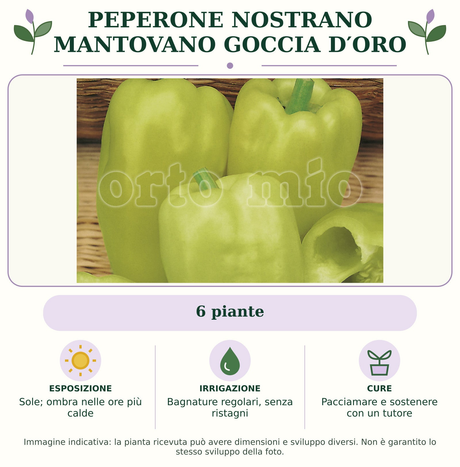 Peperone nostrano Mantovano Goccia d′Oro: 6 piante. Sole; ombra nelle ore più calde. Bagnature regolari, senza ristagni. Pacciamare e sostenere con un tutore. Immagine indicativa.