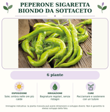 Peperone sigaretta biondo da sottaceto: 6 piante. Sole; ombra nelle ore più calde. Bagnature regolari, senza ristagni. Pacciamare e sostenere con un tutore. Immagine indicativa.