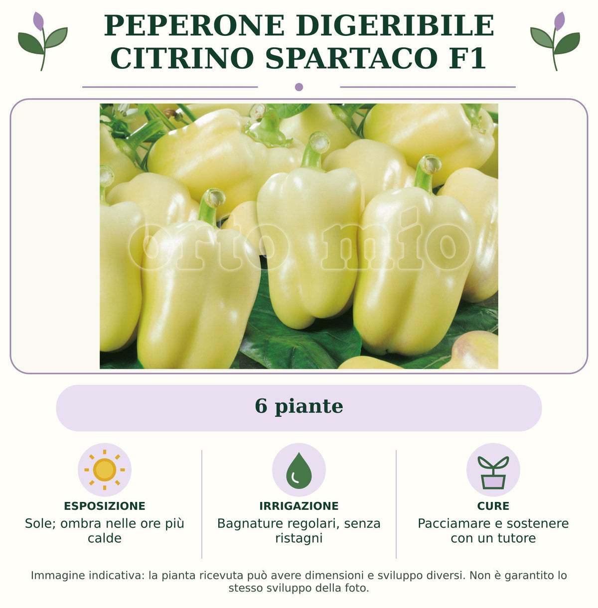 Peperone Digeribile Citrino Spartaco F1: 6 piante. Sole; ombra nelle ore più calde. Bagnature regolari, senza ristagni. Pacciamare e sostenere con un tutore. Immagine indicativa.