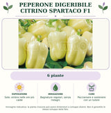 Peperone Digeribile Citrino Spartaco F1: 6 piante. Sole; ombra nelle ore più calde. Bagnature regolari, senza ristagni. Pacciamare e sostenere con un tutore. Immagine indicativa.