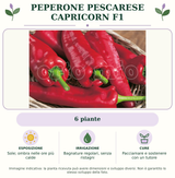 Peperone pescarese Capricorn F1: 6 piante. Sole; ombra nelle ore più calde. Bagnature regolari, senza ristagni. Pacciamare e sostenere con un tutore. Immagine indicativa.