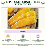 Peperone Corno giallo Libeccio F1: 6 piante. Sole; ombra nelle ore più calde. Bagnature regolari, senza ristagni. Pacciamare e sostenere con un tutore. Immagine indicativa.
