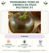 Pomodoro nero di Crimea da palo Plutone F1: 6 piante. Sole; ombra nelle ore più calde. Bagnature regolari, senza ristagni. Pacciamare.. Immagine indicativa.