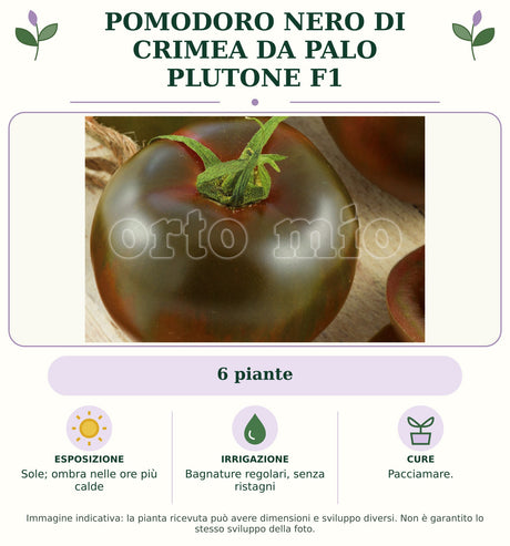 Pomodoro nero di Crimea da palo Plutone F1: 6 piante. Sole; ombra nelle ore più calde. Bagnature regolari, senza ristagni. Pacciamare.. Immagine indicativa.