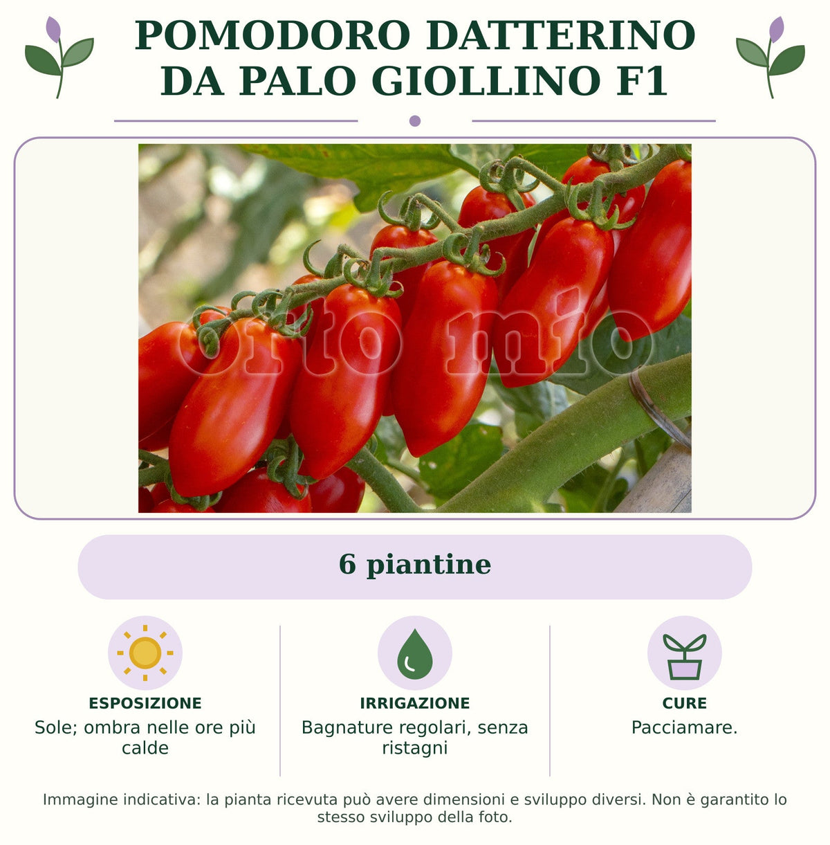 Pomodoro datterino da palo Giollino F1: 6 piantine. Sole; ombra nelle ore più calde. Bagnature regolari, senza ristagni. Pacciamare.. Immagine indicativa.