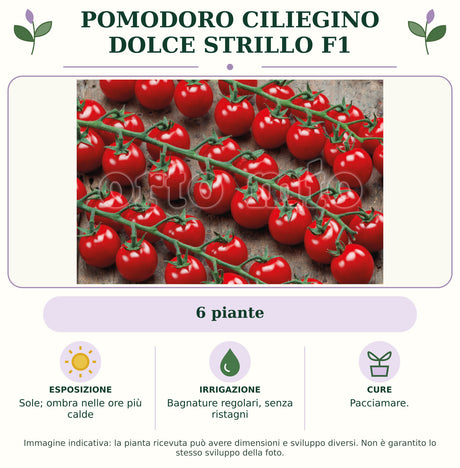 Pomodoro ciliegino dolce Strillo F1: 6 piante. Sole; ombra nelle ore più calde. Bagnature regolari, senza ristagni. Pacciamare.. Immagine indicativa.