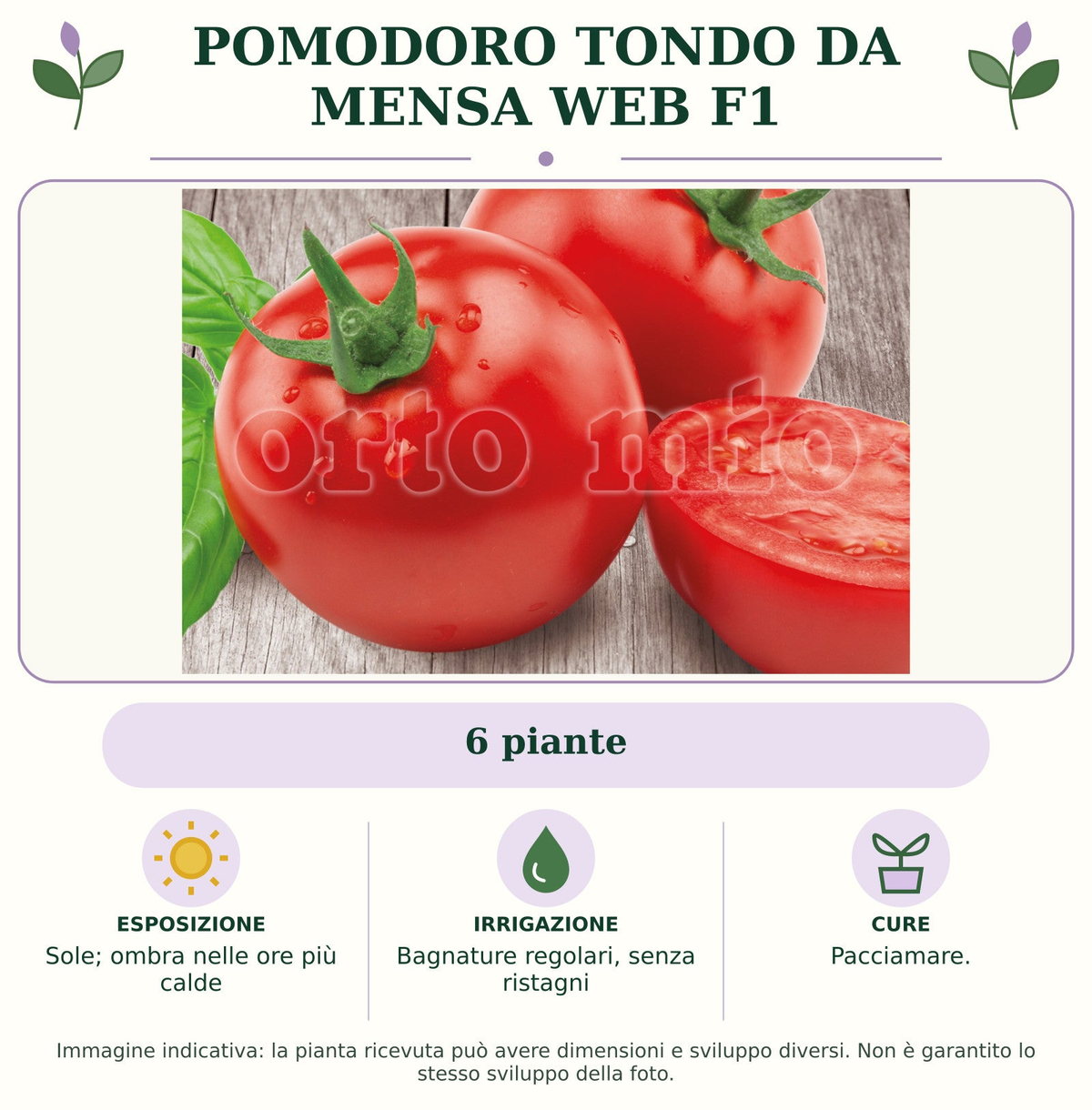Pomodoro tondo da mensa Web F1: 6 piante. Sole; ombra nelle ore più calde. Bagnature regolari, senza ristagni. Pacciamare.. Immagine indicativa.