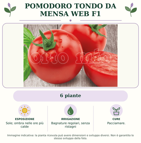 Pomodoro tondo da mensa Web F1: 6 piante. Sole; ombra nelle ore più calde. Bagnature regolari, senza ristagni. Pacciamare.. Immagine indicativa.