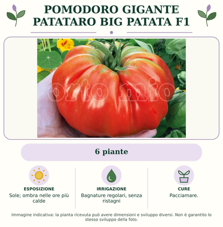 Pomodoro gigante patataro Big Patata F1: 6 piante. Sole; ombra nelle ore più calde. Bagnature regolari, senza ristagni. Pacciamare.. Immagine indicativa.