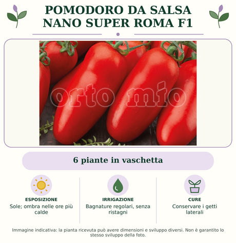 Pomodoro da salsa nano Super Roma F1: 6 piante in vaschetta. Sole; ombra nelle ore più calde. Bagnature regolari, senza ristagni. Pacciamare e conservare le femminelle: nei pomodori nani non vanno eliminate. Immagine indicativa.