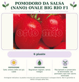 Pomodoro da salsa (nano) ovale Big Rio F1: 6 piante. Sole; ombra nelle ore più calde. Bagnature regolari, senza ristagni. Pacciamare e conservare le femminelle: nei pomodori nani non vanno eliminate.. Immagine indicativa.
