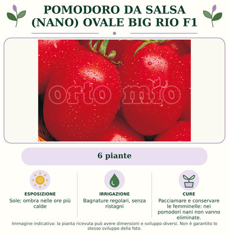 Pomodoro da salsa (nano) ovale Big Rio F1: 6 piante. Sole; ombra nelle ore più calde. Bagnature regolari, senza ristagni. Pacciamare e conservare le femminelle: nei pomodori nani non vanno eliminate.. Immagine indicativa.