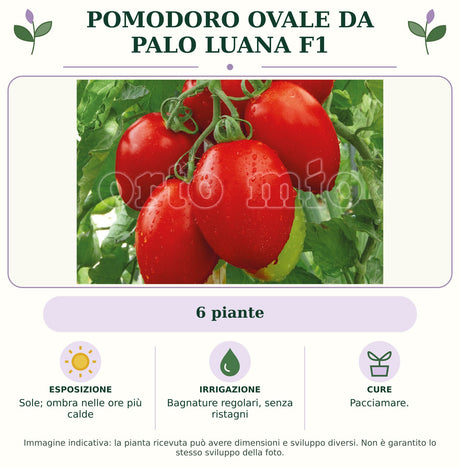 Pomodoro ovale da palo Luana F1: 6 piante. Sole; ombra nelle ore più calde. Bagnature regolari, senza ristagni. Pacciamare.. Immagine indicativa.