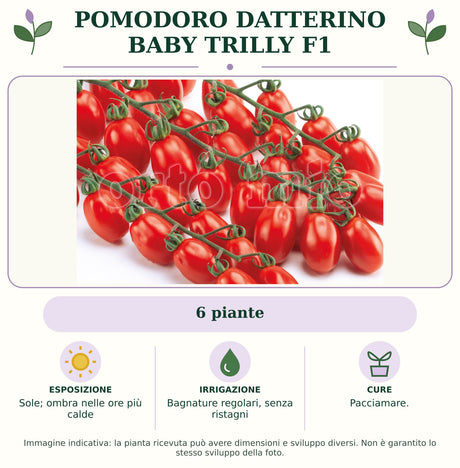 Pomodoro datterino Baby Trilly F1: 6 piante. Sole; ombra nelle ore più calde. Bagnature regolari, senza ristagni. Pacciamare.. Immagine indicativa.