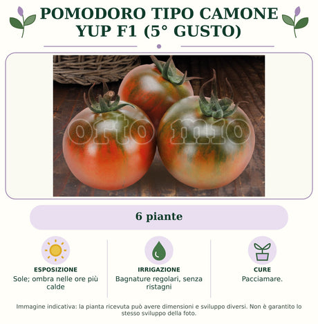Pomodoro tipo Camone Yup F1 (5° Gusto): 6 piante. Sole; ombra nelle ore più calde. Bagnature regolari, senza ristagni. Pacciamare. Immagine indicativa.