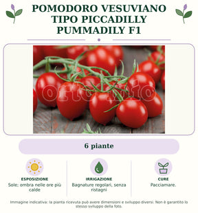 Pomodoro vesuviano tipo Piccadilly Pummadily F1: 6 piante. Sole; ombra nelle ore più calde. Bagnature regolari, senza ristagni. Pacciamare.. Immagine indicativa.