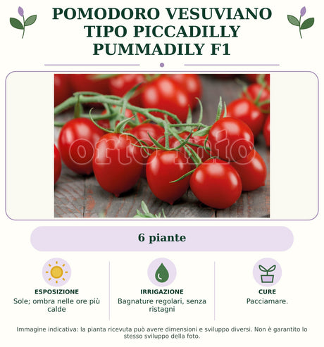 Pomodoro vesuviano tipo Piccadilly Pummadily F1: 6 piante. Sole; ombra nelle ore più calde. Bagnature regolari, senza ristagni. Pacciamare.. Immagine indicativa.