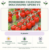 Pomodoro ciliegino dolcissimo Apero F1: 6 piante. Sole; ombra nelle ore più calde. Bagnature regolari, senza ristagni. Pacciamare.. Immagine indicativa.