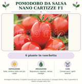 Pomodoro da salsa nano Cartizze F1: 6 piante in vaschetta. Sole; ombra nelle ore più calde. Bagnature regolari, senza ristagni. Pacciamare e conservare le femminelle: nei pomodori nani non vanno eliminate. Immagine indicativa.