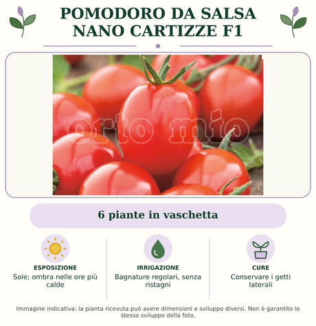 Pomodoro da salsa nano Cartizze F1: 6 piante in vaschetta. Sole; ombra nelle ore più calde. Bagnature regolari, senza ristagni. Pacciamare e conservare le femminelle: nei pomodori nani non vanno eliminate. Immagine indicativa.