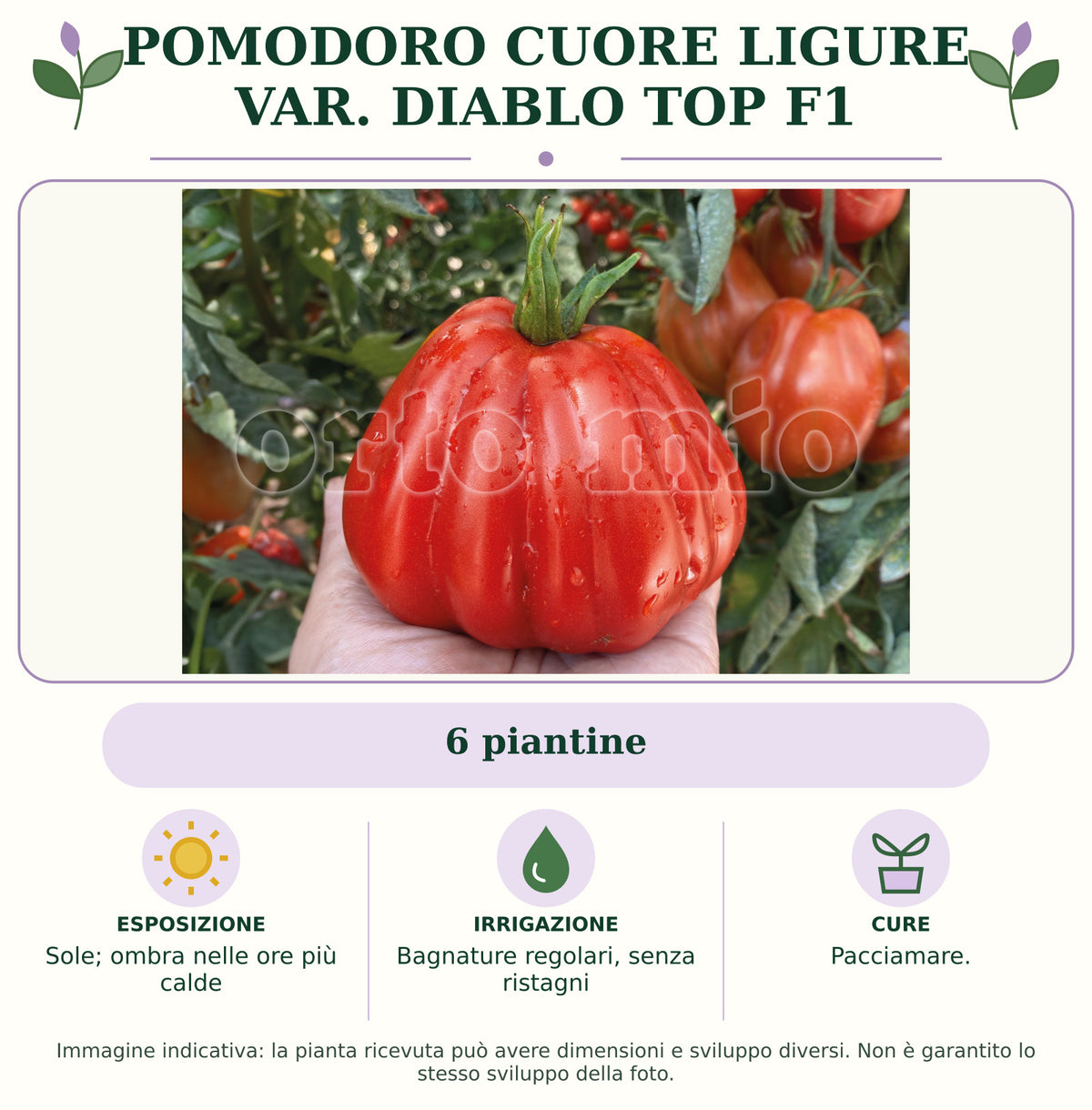 Pomodoro Cuore Ligure var. Diablo Top F1: 6 piantine. Sole; ombra nelle ore più calde. Bagnature regolari, senza ristagni. Pacciamare.. Immagine indicativa.