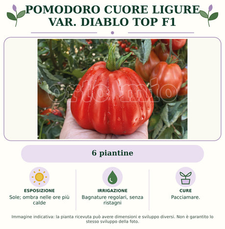 Pomodoro Cuore Ligure var. Diablo Top F1: 6 piantine. Sole; ombra nelle ore più calde. Bagnature regolari, senza ristagni. Pacciamare.. Immagine indicativa.