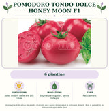 Pomodoro tondo dolce Honey Moon F1: 6 piantine. Sole; ombra nelle ore più calde. Bagnature regolari, senza ristagni. Pacciamare.. Immagine indicativa.