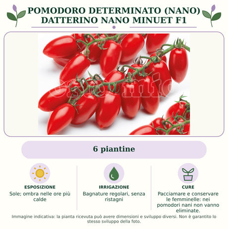 Pomodoro determinato (nano) datterino nano Minuet F1: 6 piantine. Sole; ombra nelle ore più calde. Bagnature regolari, senza ristagni. Pacciamare e conservare le femminelle: nei pomodori nani non vanno eliminate.. Immagine indicativa.
