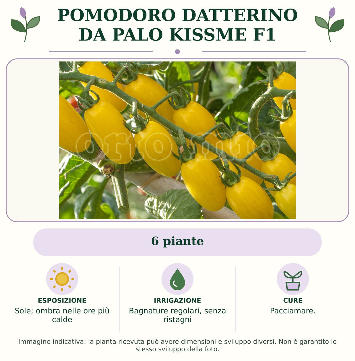 Pomodoro datterino da palo Kissme F1: 6 piante. Sole; ombra nelle ore più calde. Bagnature regolari, senza ristagni. Pacciamare.. Immagine indicativa.