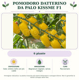 Pomodoro datterino da palo Kissme F1: 6 piante. Sole; ombra nelle ore più calde. Bagnature regolari, senza ristagni. Pacciamare.. Immagine indicativa.