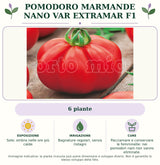 Pomodoro Marmande nano var Extramar F1: 6 piante. Sole; ombra nelle ore più calde. Bagnature regolari, senza ristagni. Pacciamare e conservare le femminelle: nei pomodori nani non vanno eliminate.. Immagine indicativa.