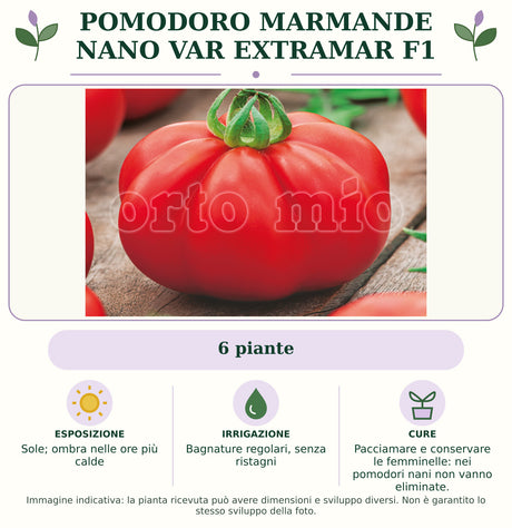 Pomodoro Marmande nano var Extramar F1: 6 piante. Sole; ombra nelle ore più calde. Bagnature regolari, senza ristagni. Pacciamare e conservare le femminelle: nei pomodori nani non vanno eliminate.. Immagine indicativa.
