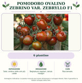 Pomodoro ovalino Zebrino var. Zebryllo F1: 6 piantine. Sole; ombra nelle ore più calde. Bagnature regolari, senza ristagni. Pacciamare.. Immagine indicativa.
