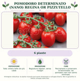 Pomodoro determinato (nano) regina OR Pizzutello: 6 piante. Sole; ombra nelle ore più calde. Bagnature regolari, senza ristagni. Pacciamare e conservare le femminelle: nei pomodori nani non vanno eliminate.. Immagine indicativa.