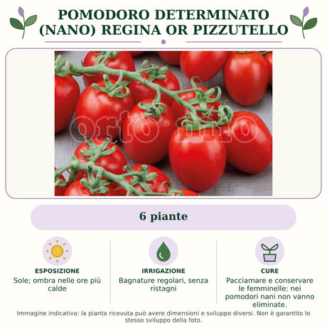 Pomodoro determinato (nano) regina OR Pizzutello: 6 piante. Sole; ombra nelle ore più calde. Bagnature regolari, senza ristagni. Pacciamare e conservare le femminelle: nei pomodori nani non vanno eliminate.. Immagine indicativa.