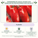 Pomodoro da salsa (nano) san marzano da pelati-essiccato Incas F1: 6 piante. Sole; ombra nelle ore più calde. Bagnature regolari, senza ristagni. Pacciamare e conservare le femminelle: nei pomodori nani non vanno eliminate.. Immagine indicativa.