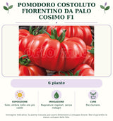 Pomodoro costoluto fiorentino da palo Cosimo F1: 6 piante. Sole; ombra nelle ore più calde. Bagnature regolari, senza ristagni. Pacciamare.. Immagine indicativa.
