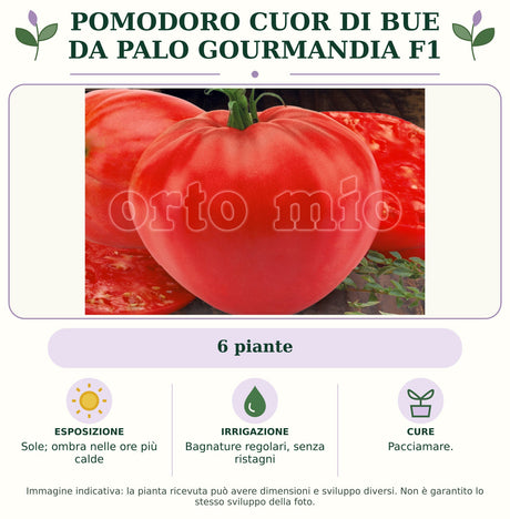 Pomodoro cuor di bue da palo Gourmandia F1: 6 piante. Sole; ombra nelle ore più calde. Bagnature regolari, senza ristagni. Pacciamare.. Immagine indicativa.