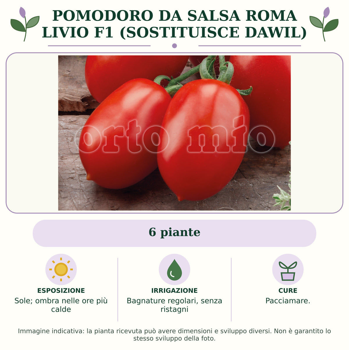 Pomodoro da salsa roma Livio F1 (sostituisce Dawil): 6 piante. Sole; ombra nelle ore più calde. Bagnature regolari, senza ristagni. Pacciamare.. Immagine indicativa.