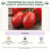 Pomodoro da salsa roma Livio F1 (sostituisce Dawil): 6 piante. Sole; ombra nelle ore più calde. Bagnature regolari, senza ristagni. Pacciamare.. Immagine indicativa.